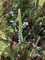Spiranthes cernua