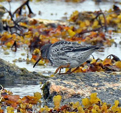 Calidris maritima