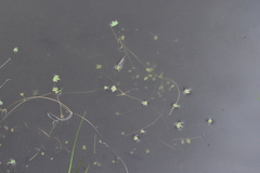 Ranunculus hyperboreus