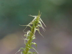 Rhytidiadelphus squarrosus