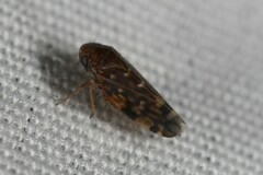 Xestocephalus