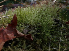 Rhytidiadelphus squarrosus