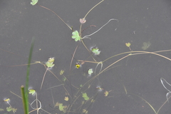 Ranunculus hyperboreus