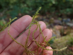 Rhytidiadelphus squarrosus