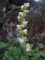 Heuchera cylindrica
