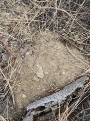 Thomomys talpoides