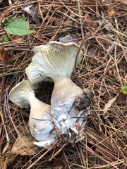 Ampulloclitocybe