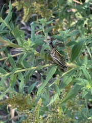 Melanoplus bivittatus