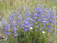 Penstemon humilis