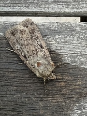 Spodoptera exigua