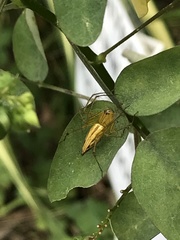 Oxyopes birmanicus