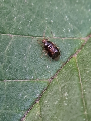 Deraeocoris lutescens