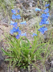 Penstemon speciosus