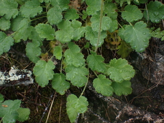 Heuchera cylindrica