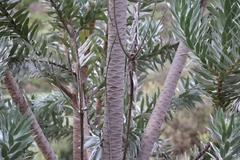 Leucadendron argenteum