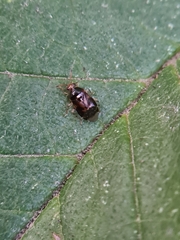 Deraeocoris lutescens