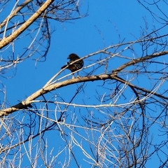 Buteo lineatus elegans