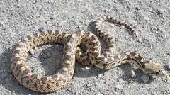 Pituophis catenifer deserticola