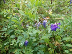Vicia amoena