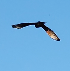 Buteo lineatus elegans