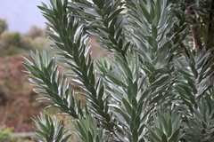 Leucadendron argenteum