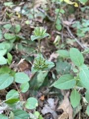 Elephantopus tomentosus