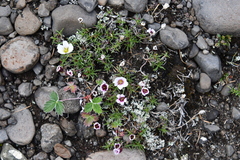 Cherleria arctica