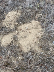 Thomomys talpoides