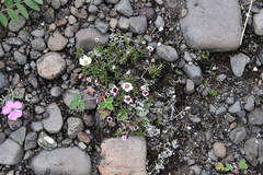 Cherleria arctica