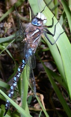 Rhionaeschna californica