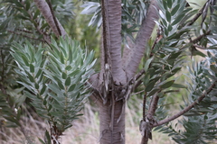 Leucadendron argenteum