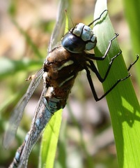 Rhionaeschna californica