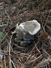 Ampulloclitocybe