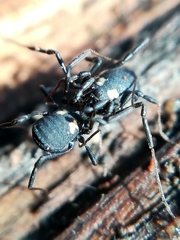 Nemastoma bimaculatum