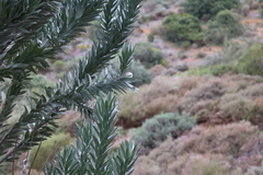 Leucadendron argenteum