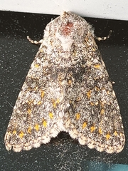 Hecatera dysodea