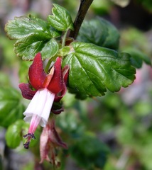 Ribes lobbii