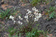 Silene paucifolia
