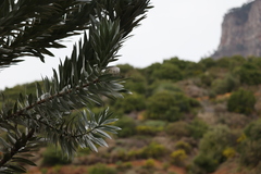 Leucadendron argenteum