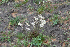 Silene paucifolia