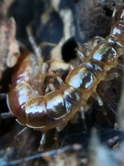Lithobius melanops