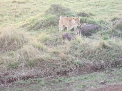 Panthera leo melanochaita