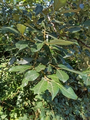 Salix scouleriana