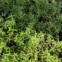 Alternanthera philoxeroides