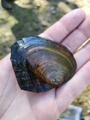 Lasmigona complanata