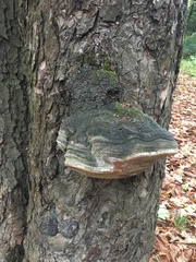 Phellinus igniarius