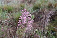 Erica mauritanica