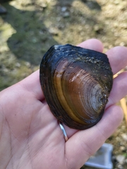 Lasmigona complanata