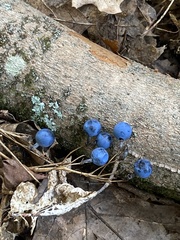 Caulophyllum thalictroides