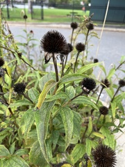 Echinacea